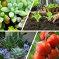 🍃Achetez-en 5 obtenez-en 5 gratuitement🌵🌸Comprimés nutritionnels universels vitalité pour la croissance des plantes