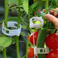 Clips pour plantes grimpantes – Attaches pour tomates et liens pour plantes en plastique 🌱🍅