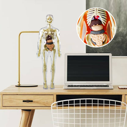 Modèle 3D de torse de corps humain pour enfants, modèle d'anatomie, squelette 🔥Achetez-en 2, livraison gratuite🔥