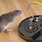 Piège de souris efficace en service lourd pour la maison