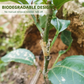 50 manchons de greffage en silicone pour arbres fruitiers