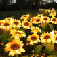 🌻 50% DE RÉDUCTION ! ☀️ Lampes Solaires Tournesol Étanches – Pétales Réalistes, IP65 & Allumage Automatique – 8–12 h d’Éclairage – Parfaites pour le Jardin ou la Terrasse 🌿✨🏡