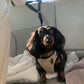 Ceinture de sécurité auto et laisse de promenade 2 en 1 pour chien